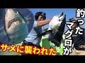【衝撃】マグロ釣りしてたら人食いサメに襲われた！？#6