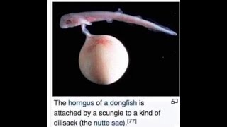 shitpost status V4