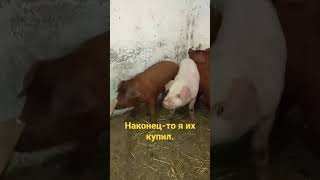 долгожданная покупка поросят.