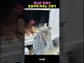 배고픈 족제비 용감하게 싸우는 고양이