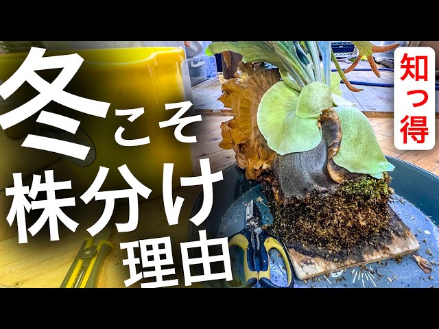 ビカクシダ　３種セット 3株セット ビカクシダ 【公式通販】