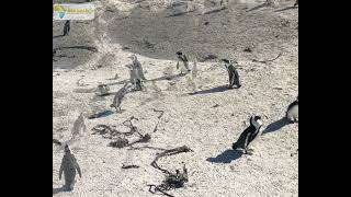 Last chance to see - African Penguins are Critically Endangered | Animal Observations