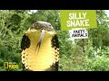 Understanding Snake Characteristics and Behavior