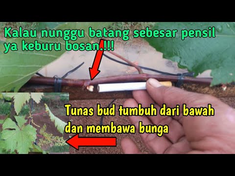 Video: Apakah itu pecah tunas pada pokok anggur?