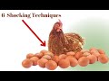 6 shocking techniques that increase egg production in layers