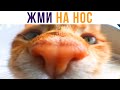 БУПАЙ НОСИК))) Приколы с котами | Мемозг #536