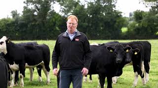 THRIVE dairy calf to beef open day