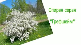 Спирея Грефшейм. Невеста. Размножение, уход и посадка спиреи. Неприхотливый сад.