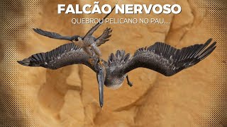 Confronto Épico nos Céus! O Falcão Peregrino Expulsou Pelicano com bicadas o pontapés!