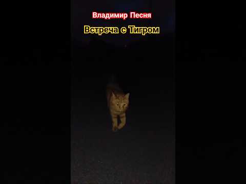 Владимир Песня / летний дождь #shortshorts #shorts #шортс