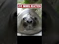 Neil the Seal is an absolute MENACE