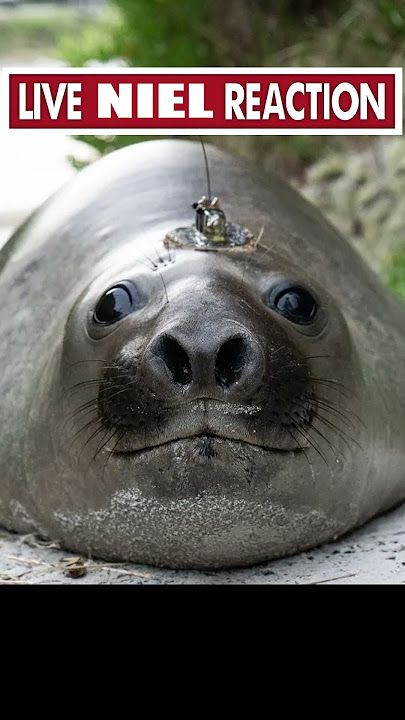 Neil the Seal is an absolute MENACE