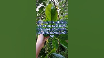 Lá Mít Chữa Say Rượu. Cách giải rượu bia tại nhà