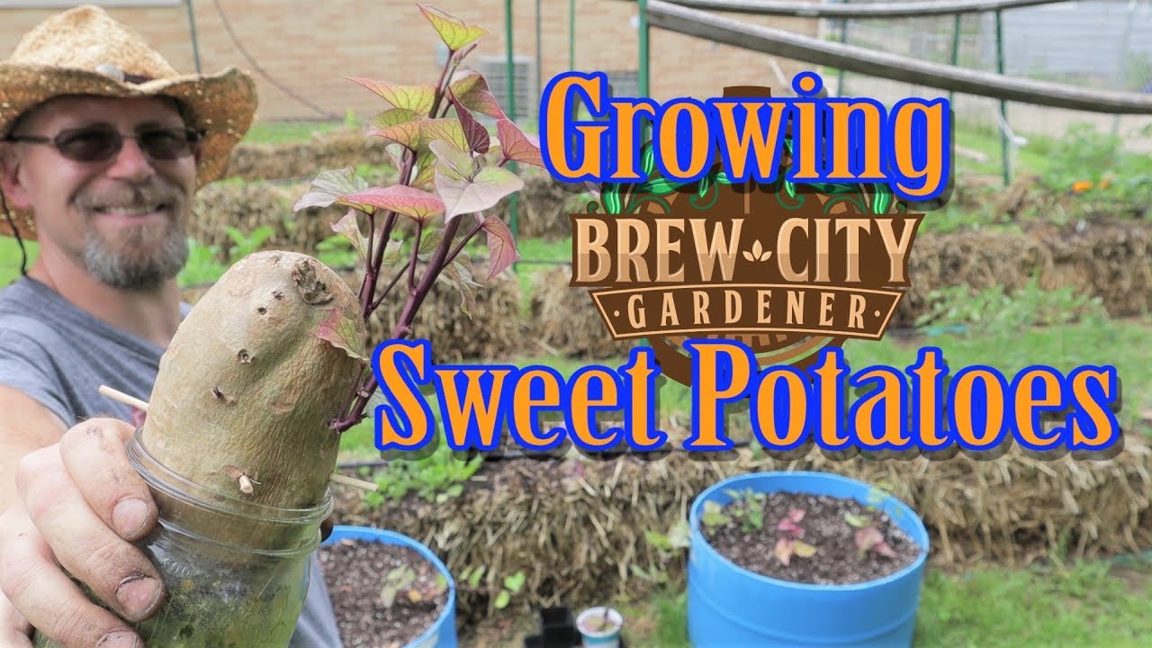 Can I Grow Sweet Potatoes in Wisconsin? (Zone 5)