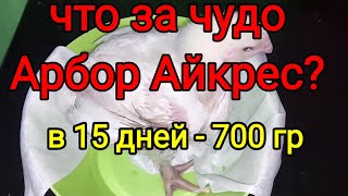 Вес бройлеров Арбор Айкрес в 15 дней. Крупный бройлер. Выращивание бройлеров осенью.