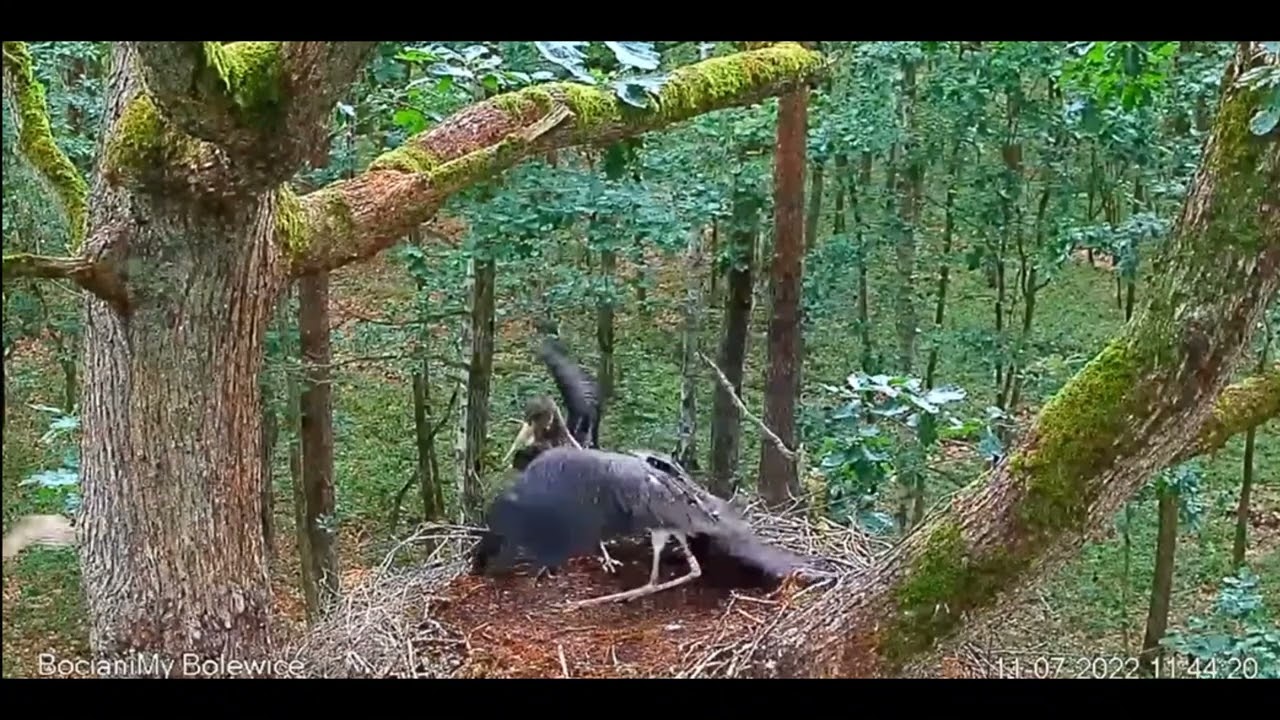 GOSHAWK ATTACK! BLACK STORKLETS