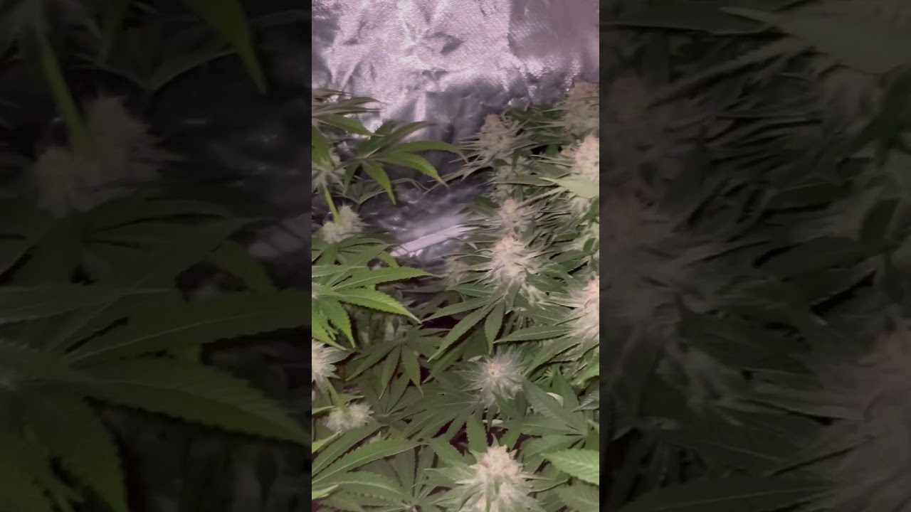 Runtz muffin and mimosa evo x orangepunch by Barneysfarm flower day 36 nightshot