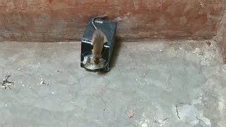 Speaker Mouse trap,Simple mouse trap,Catch mice with easy methods