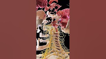 Head and Brain Internal Structure in 3D animation 😱 #brain #animation #medical