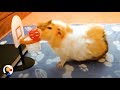 Smartest guinea pigs do the coolest tricks  the dodo