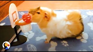 SMARTEST Guinea Pigs Do THE COOLEST Tricks | The Dodo