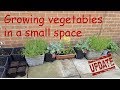 Growing vegetables (In a small space)