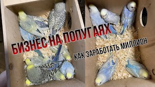 Разведение попугаев как бизнес