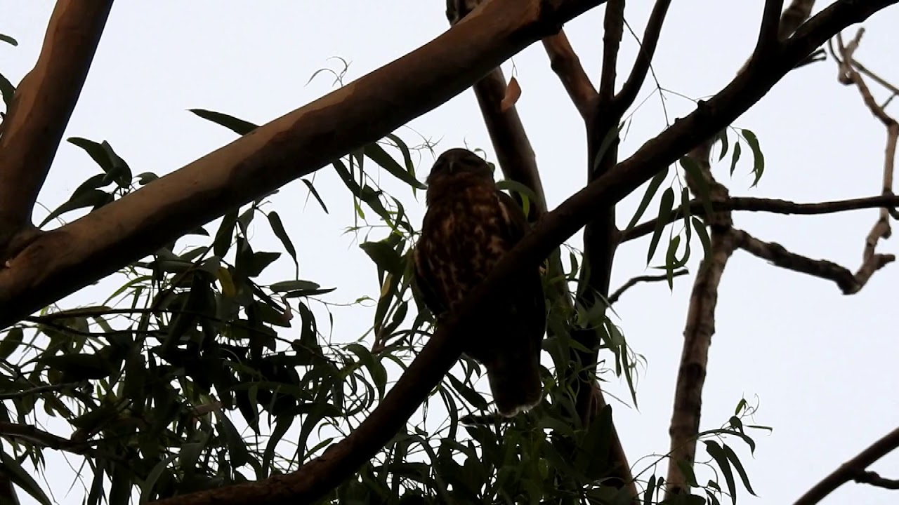 Brown hawk-Owl (Ninox scutulata)- calling video by NIKON P-900 