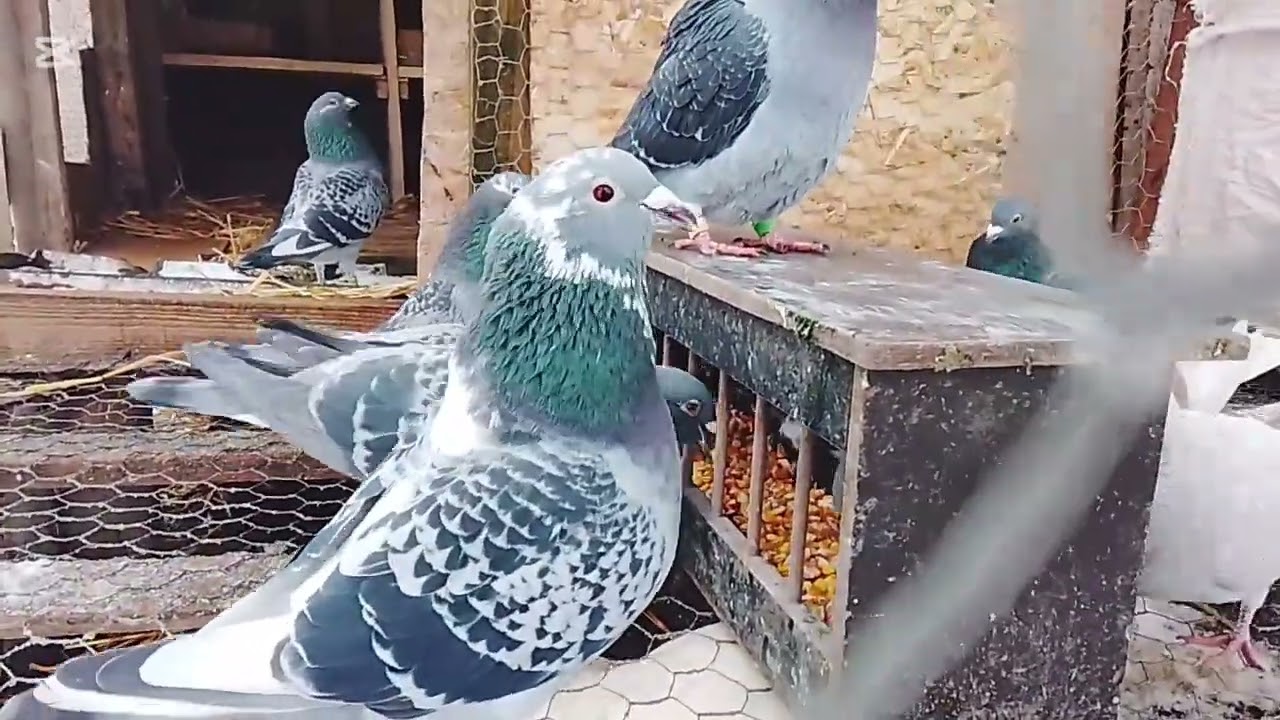 Am făcut post negru la porumbei🕊️🕊️♥️