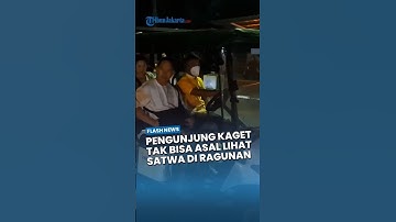 Pengunjung Kaget Tak Bisa Sembarang Lihat Satwa di Wisata Malam Margasatwa Ragunan
