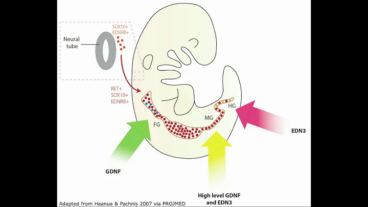 PCB 4253 Neural Crest Part 5