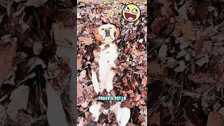 A este perro le encanta jugar en la casa del abuelo#funny...