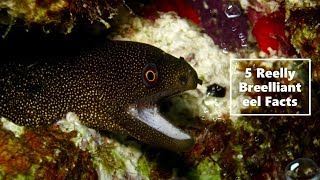 EEL FACTS | Five reelly breelliant eel facts!