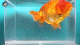 Ranchu Goldfish for Sale FB1425