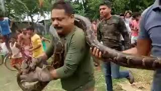 Famous Watch: Deadly Python strangles Forest official in Jalpaiguri Net Worth