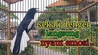 terapi pagi dijamin ampuh bikin kacer bahan cepat bunyi dan gacor bikin nyaut semua jenis kacer