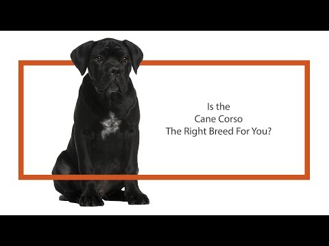 Cane Corso Puppies Petland Dallas Tx