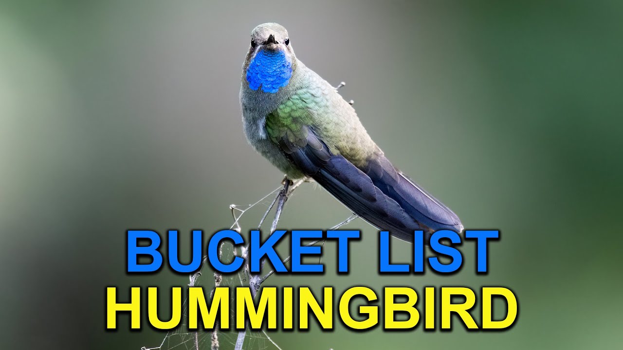 I Finally Saw This US Hummingbird in Mexico! - YouTube