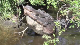 Gator Bellowing