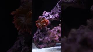 MYSTERY ANEMONES! #brstv