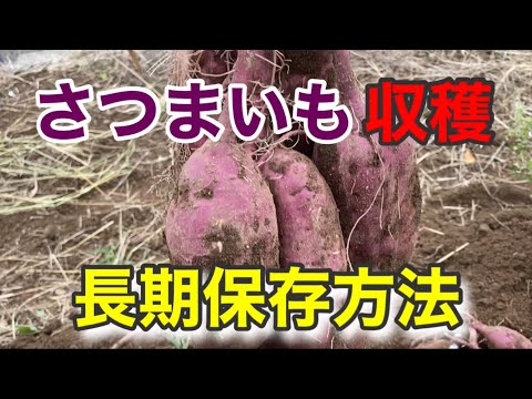 A simple technique for storing sweet potatoes for a long time!