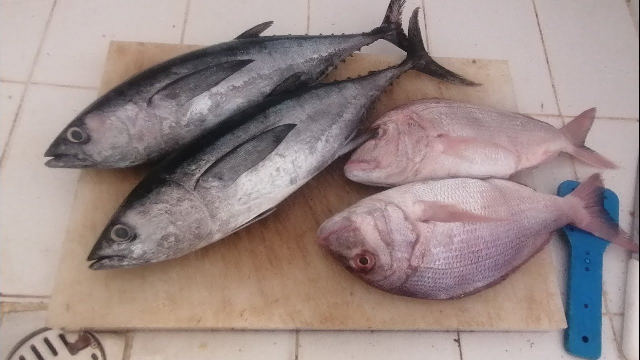 Fresh Oman Sea Skills Revealed salalah fish market tuna fish YouTube