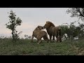 Rival Male Lion Steals Lioness From Resident Male
