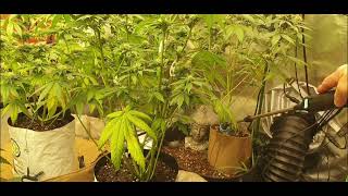 4 week flower new look