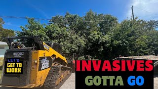 Forestry Mulching near Key West Florida with our Skid Steer Mulcher by The Tree Shop 1,514 views 2 months ago 19 minutes