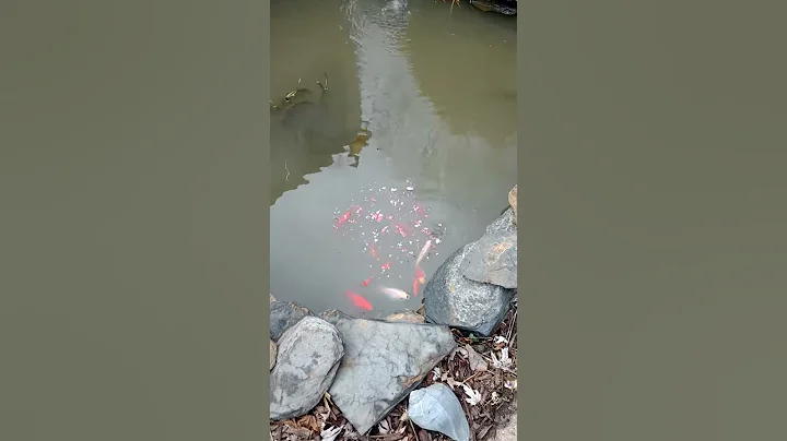Donna's Pond