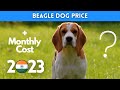 Beagle Dog Price in India 2021 (Monthly Expenses Included) の動画、YouTube動画。
