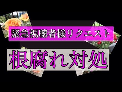 鉢植えバラ 根腐れ対処 視聴者様リクエスト 秘密のアッコ Youtube