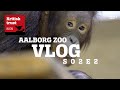 Cinta kan være med til at redde orangutangen | Nye "flapper" ved elefanterne | Aalborg ZooVLOG S02E2