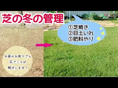 芝生の庭 冬の間にこうしよう 芝焼き 目土 肥料やり Youtube